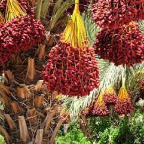 Date Palm Fruit Tree Manufacturer & Supplier in India 